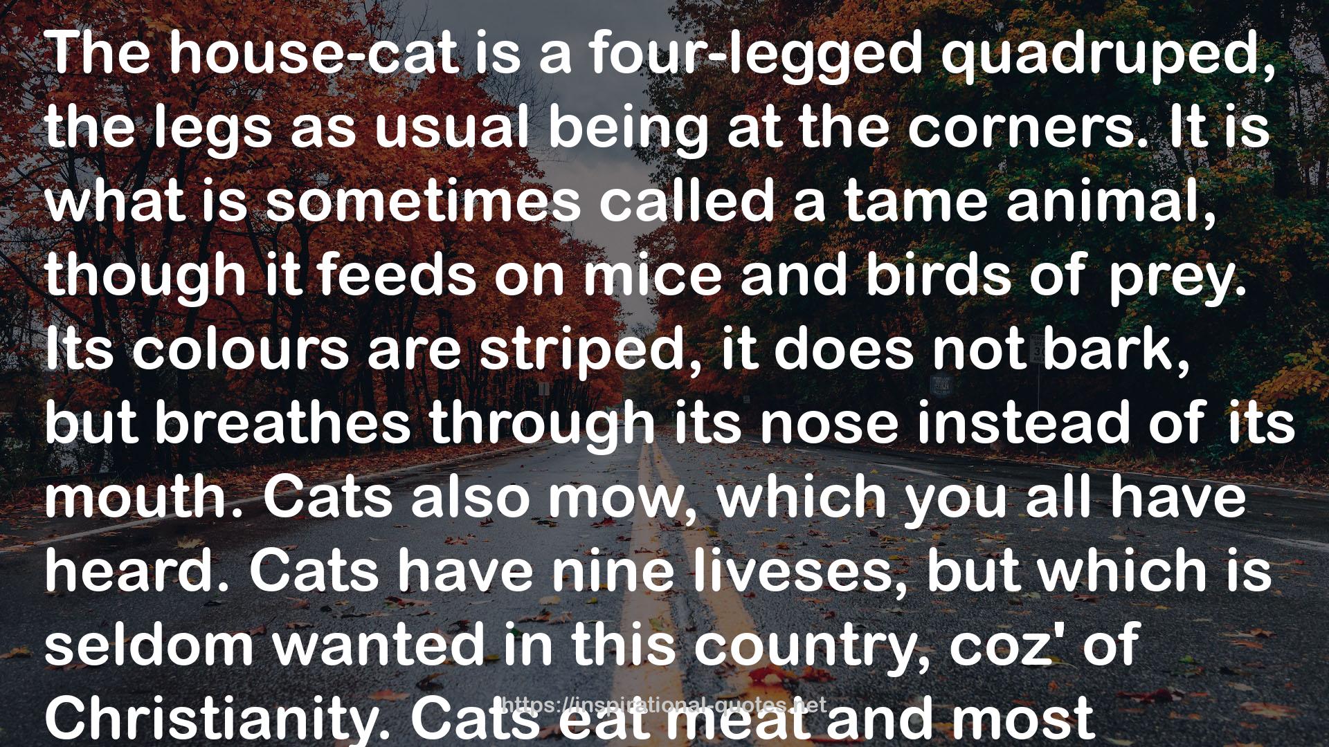 Cat Quotations QUOTES