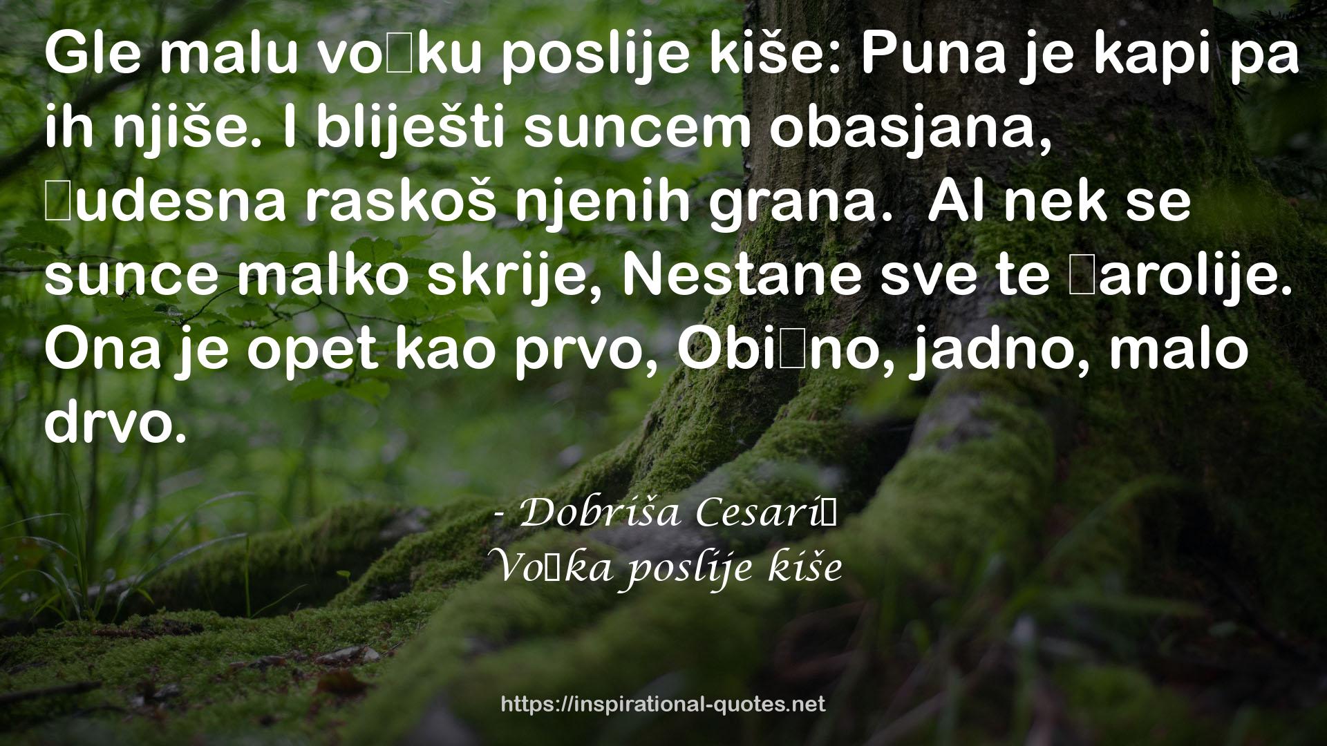 Voćka poslije kiše QUOTES