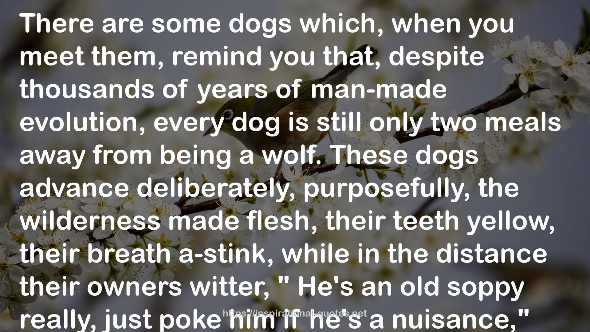 every dog  QUOTES