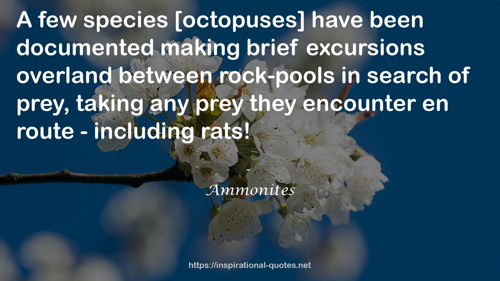 Ammonites QUOTES