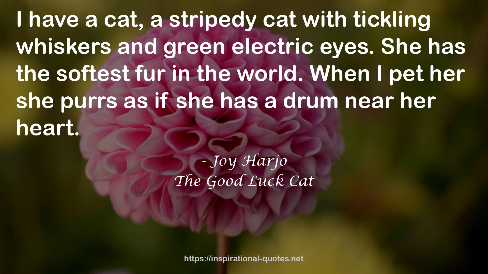 The Good Luck Cat QUOTES