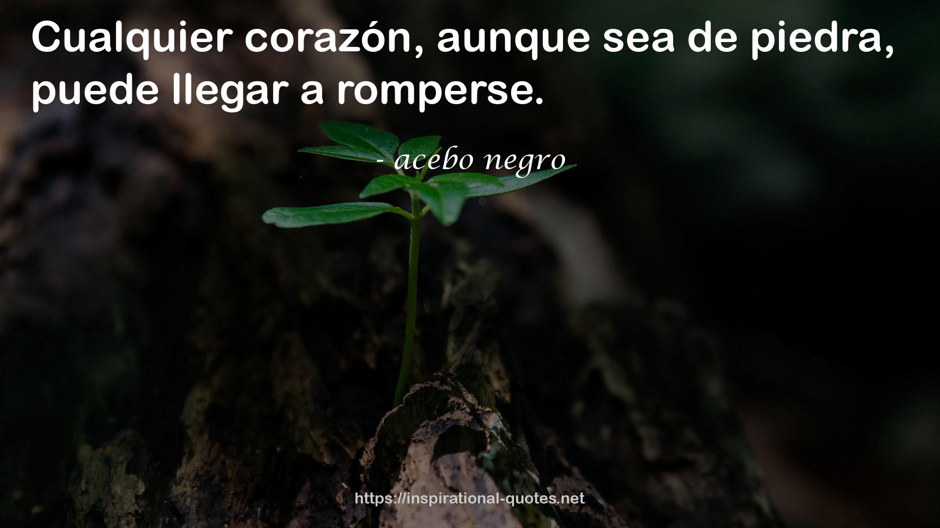 acebo negro QUOTES