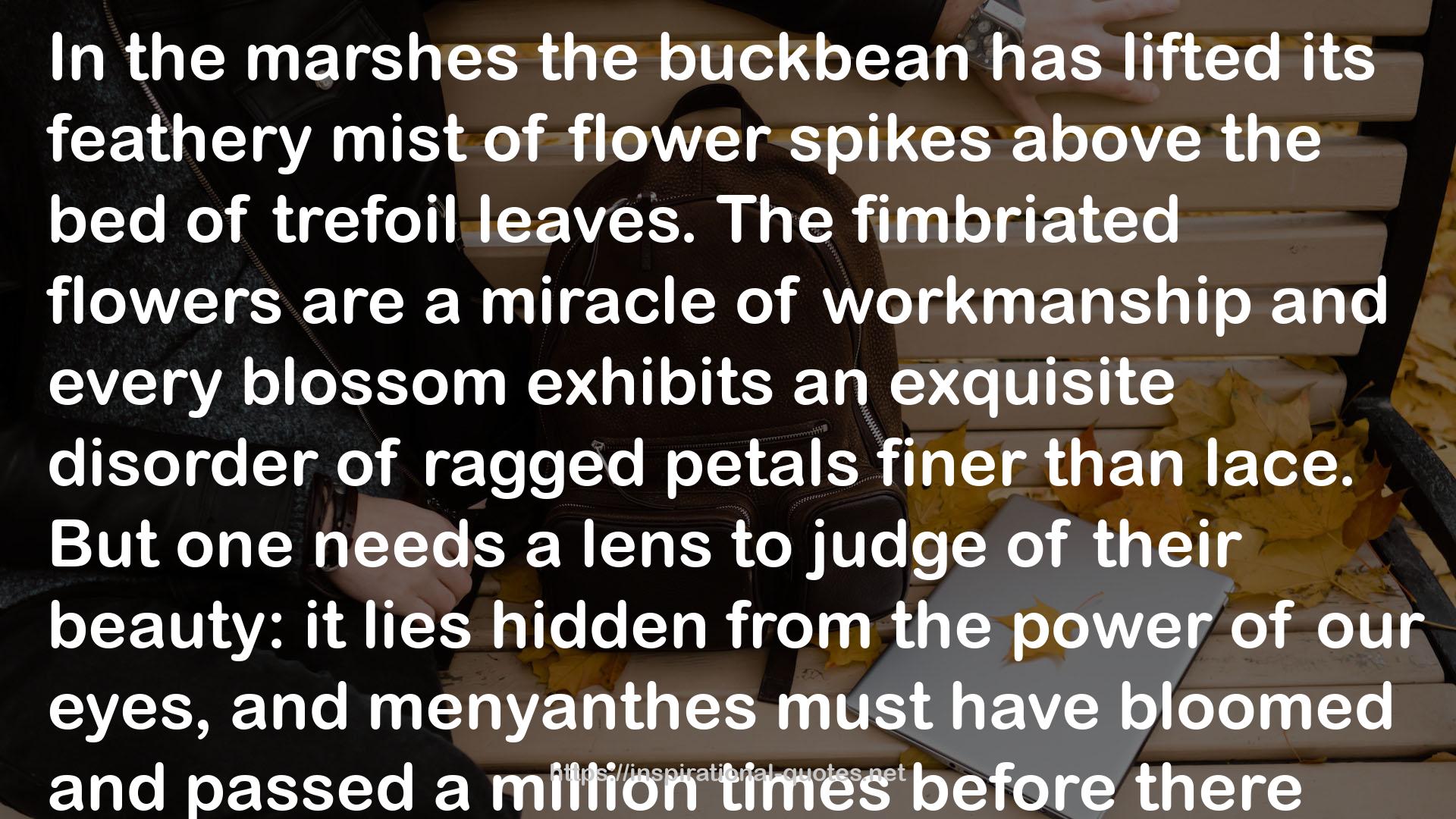 buckbean  QUOTES