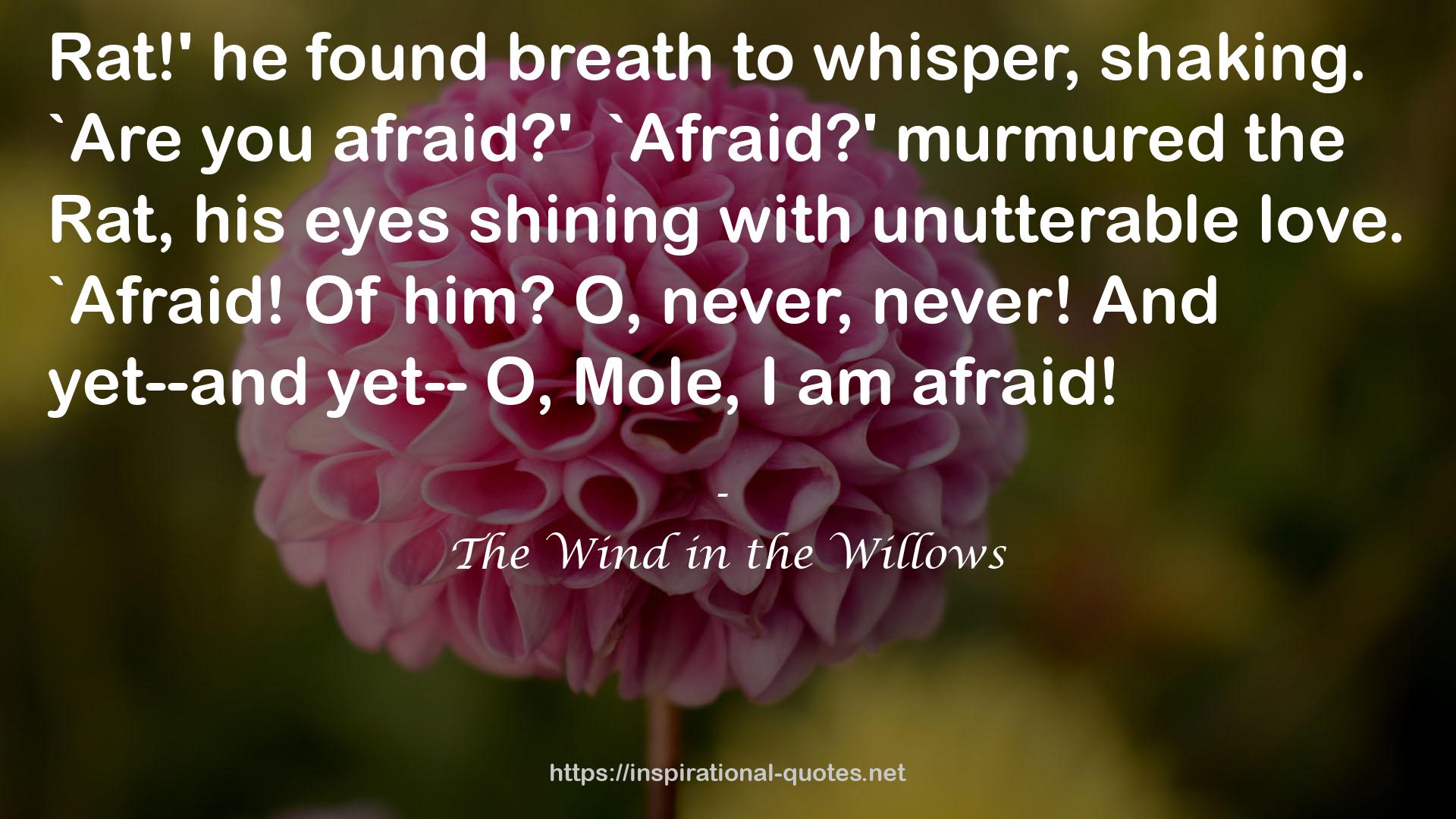 The Wind in the Willows QUOTES