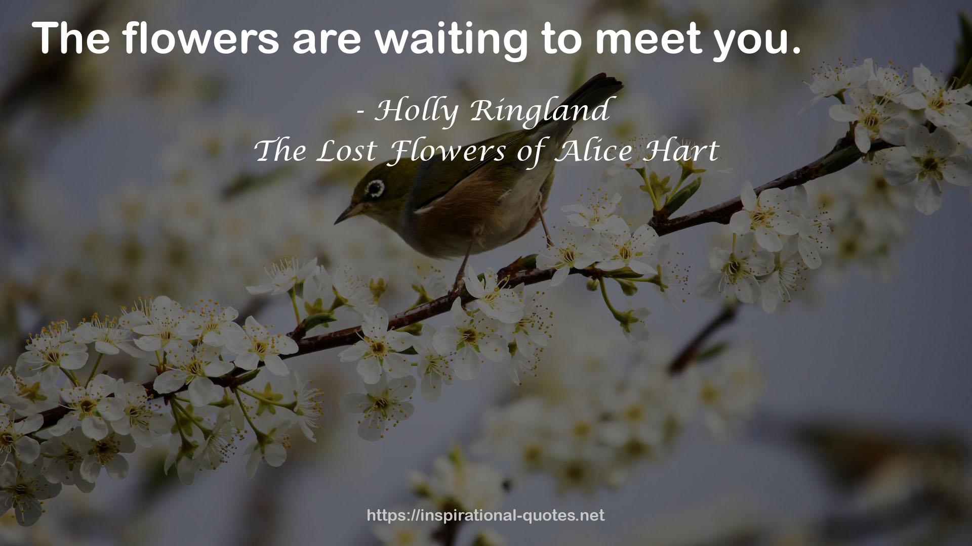 Holly Ringland QUOTES