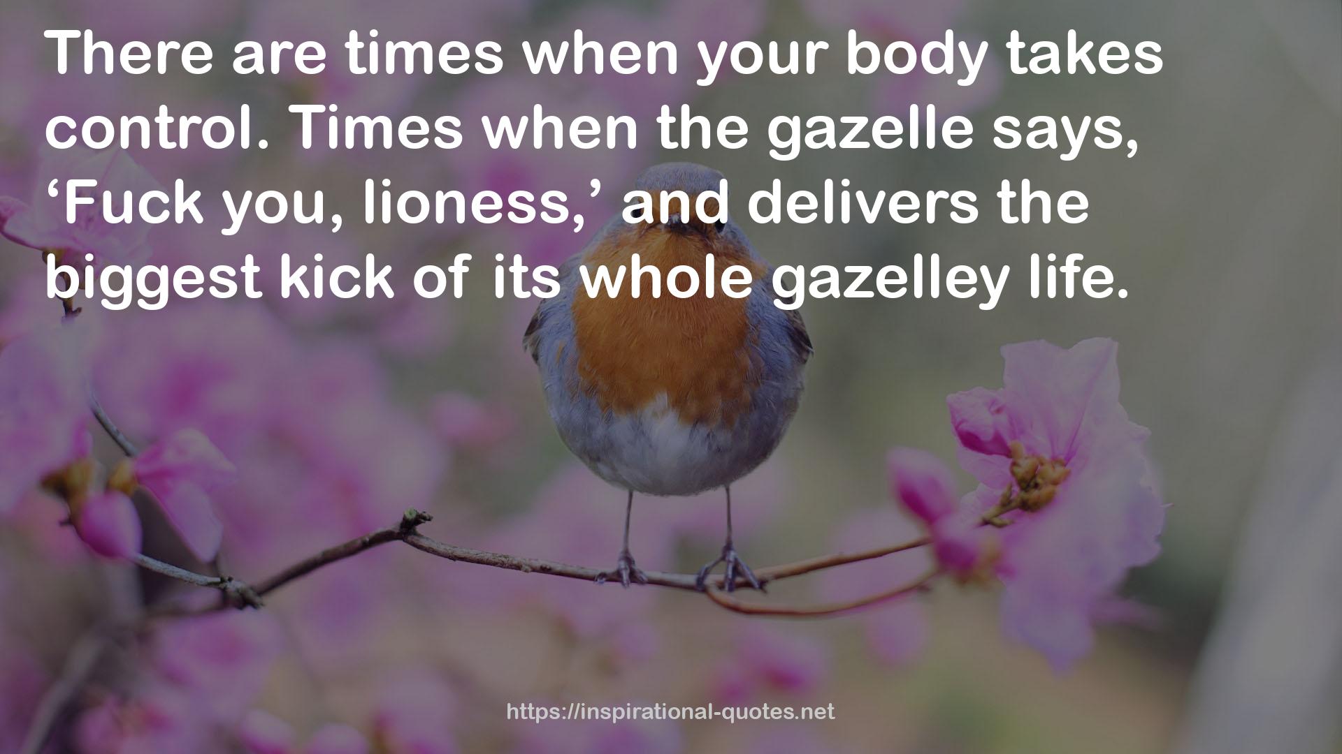 gazelle  QUOTES