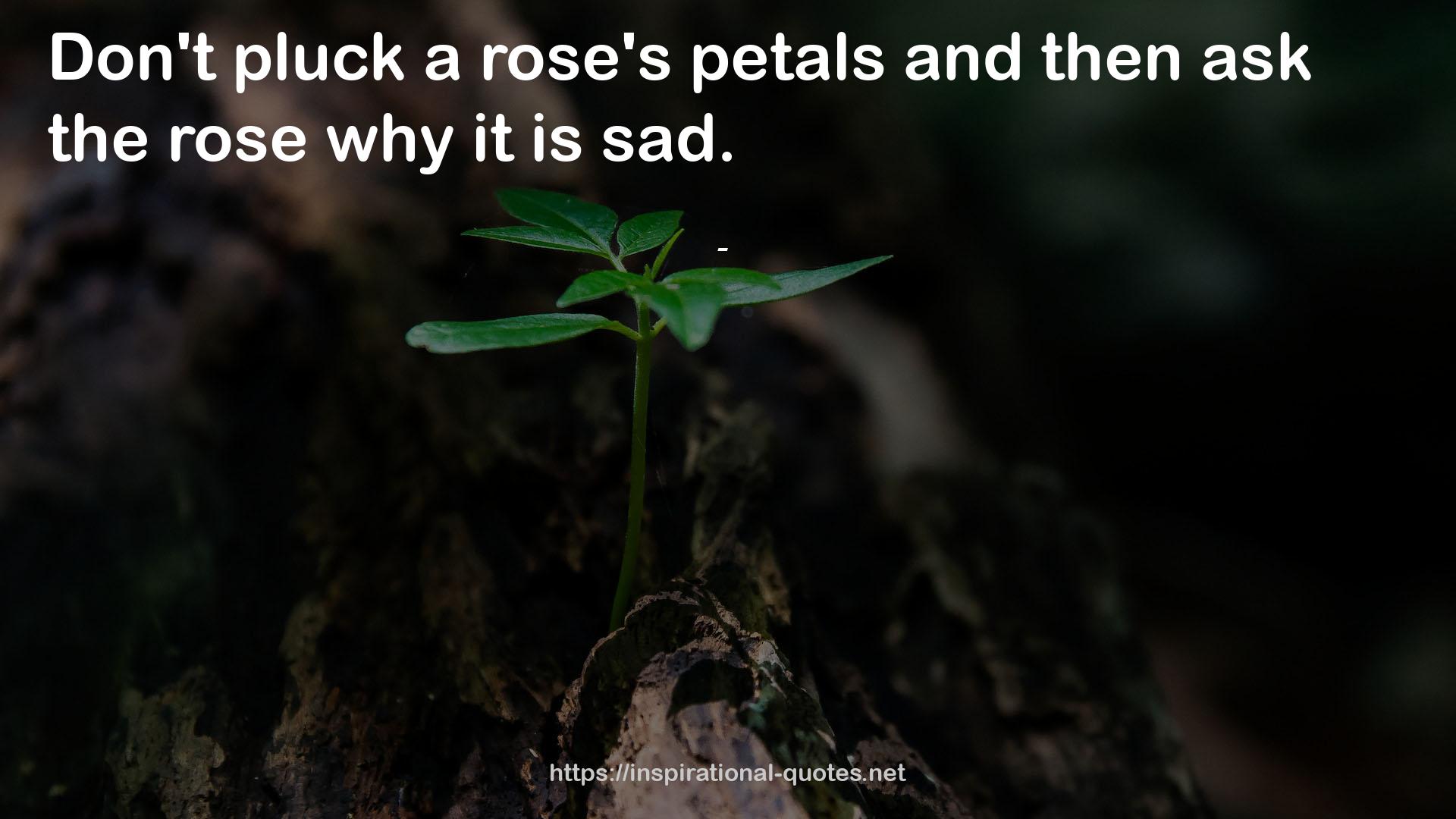 a rose's petals  QUOTES