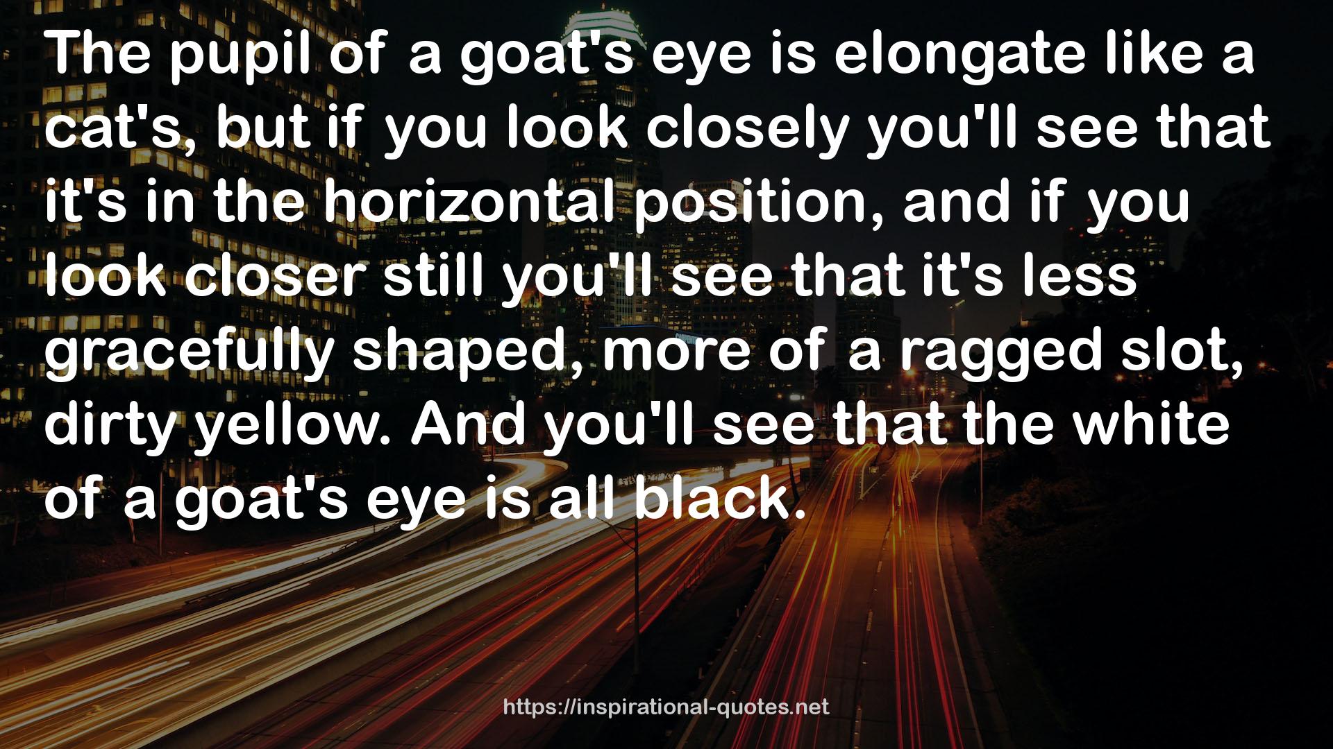 a goat's eye  QUOTES