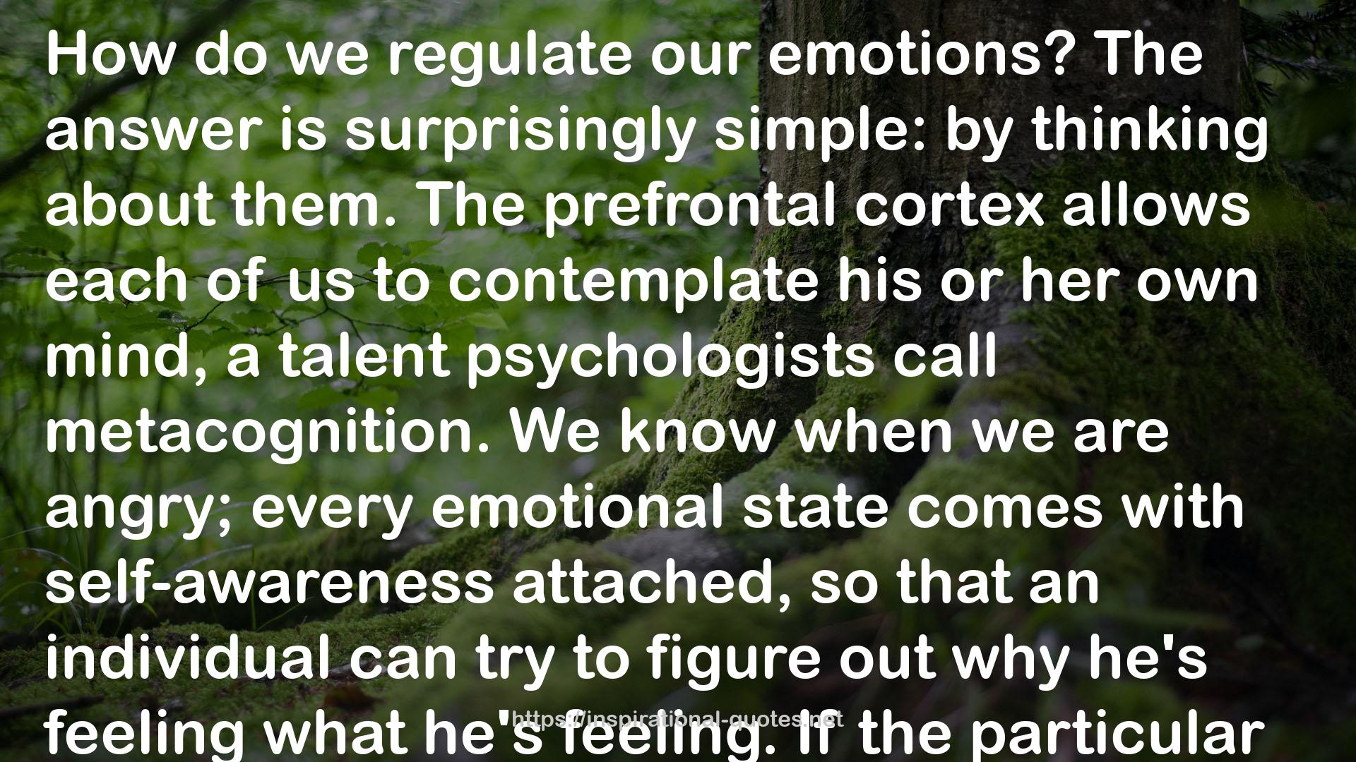 the prefrontal cortex  QUOTES