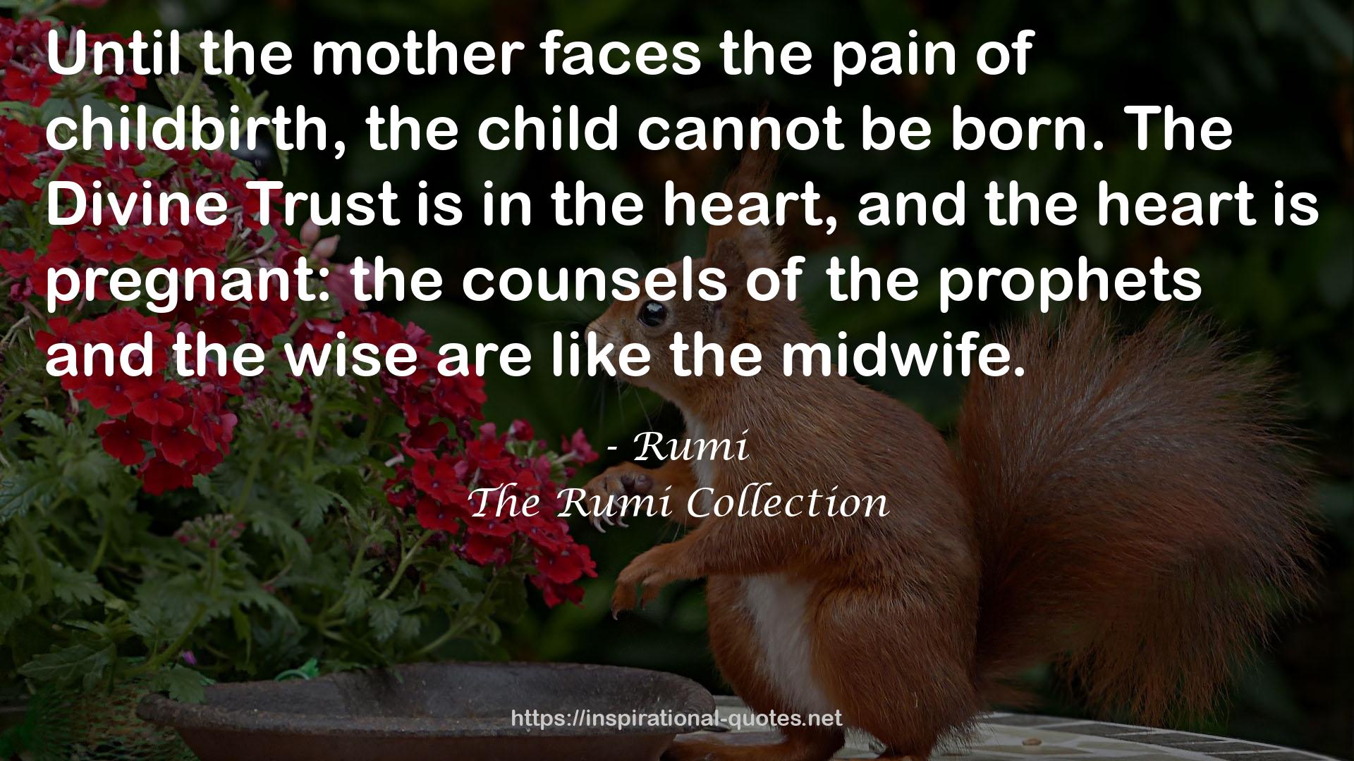 The Rumi Collection QUOTES