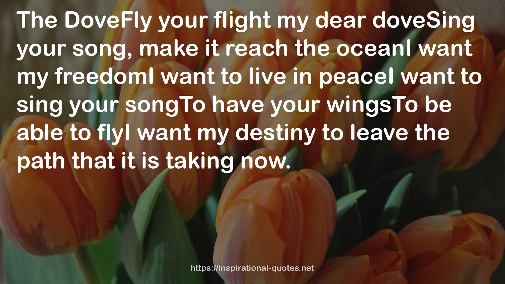 DoveFly  QUOTES