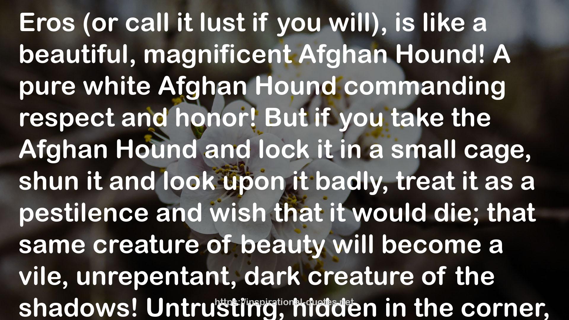 A pure white Afghan Hound  QUOTES