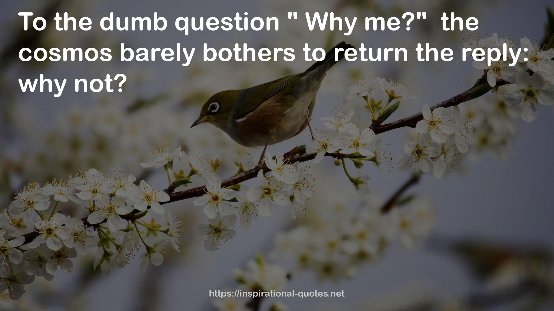 the dumb question  QUOTES