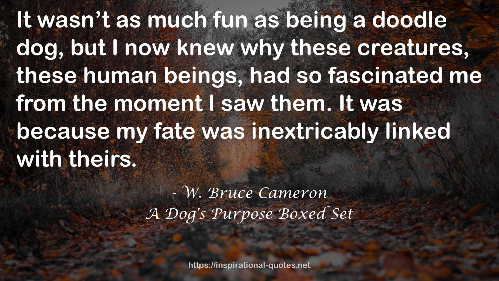 A Dog's Purpose Boxed Set QUOTES