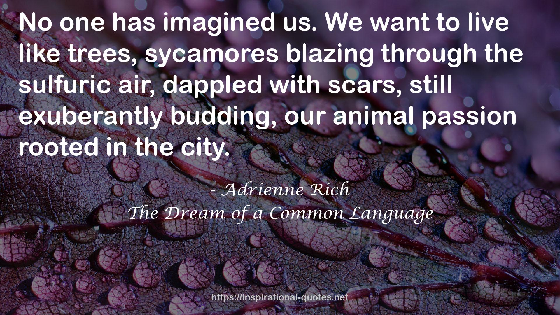 Adrienne Rich QUOTES