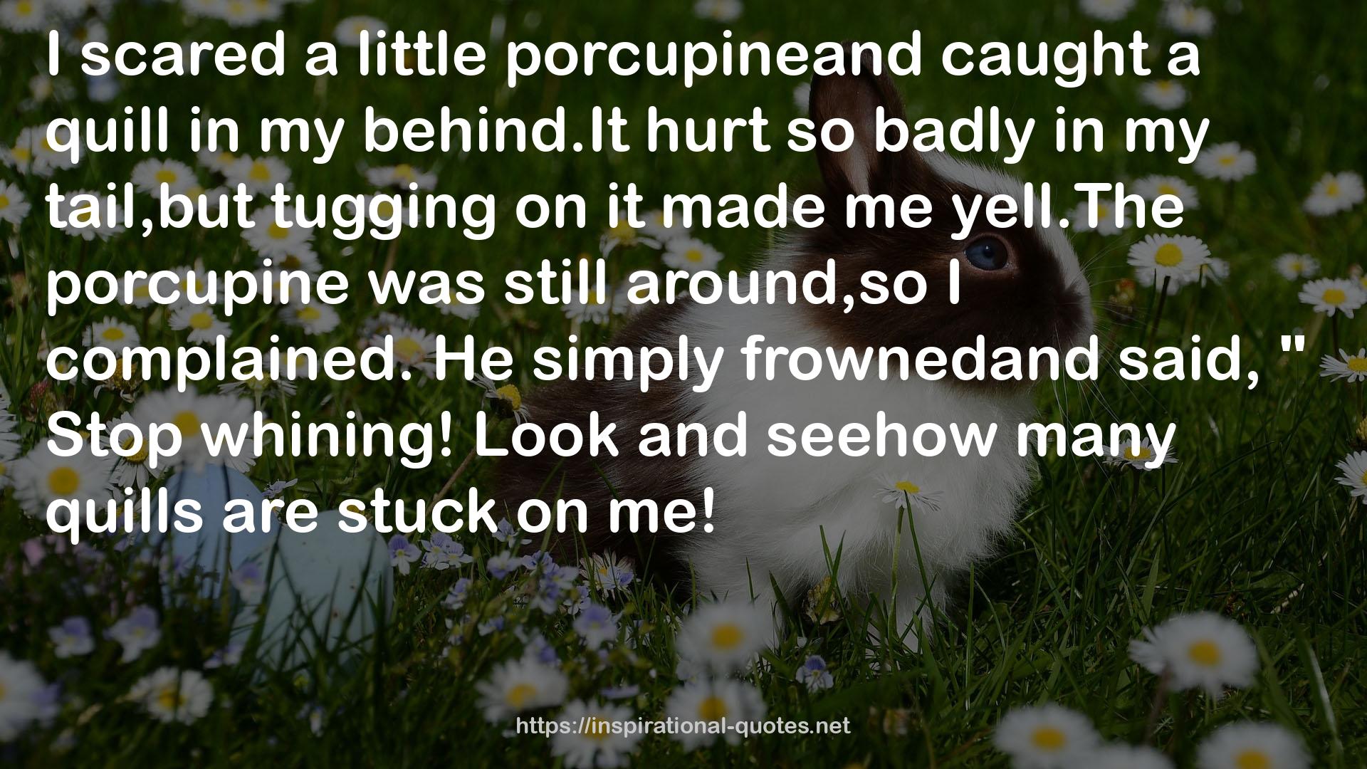 porcupineand  QUOTES