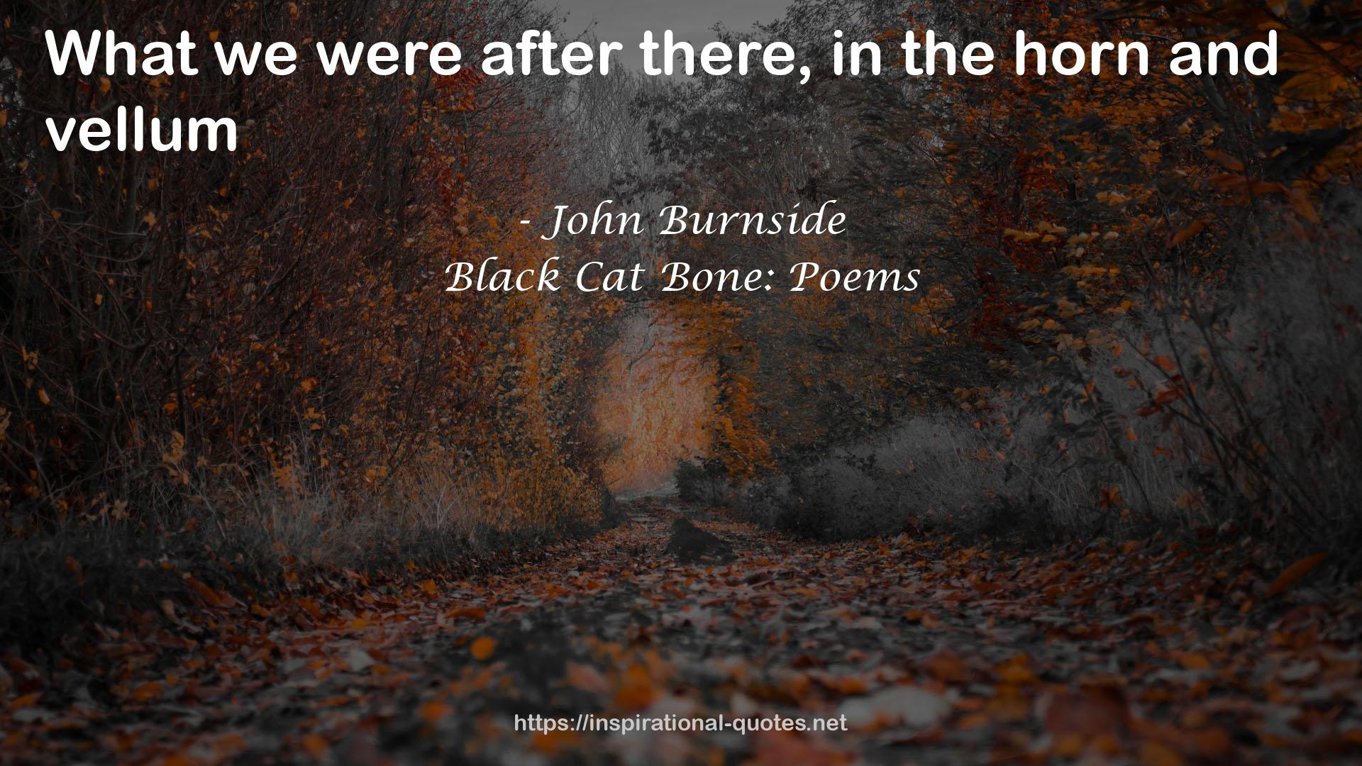 Black Cat Bone: Poems QUOTES