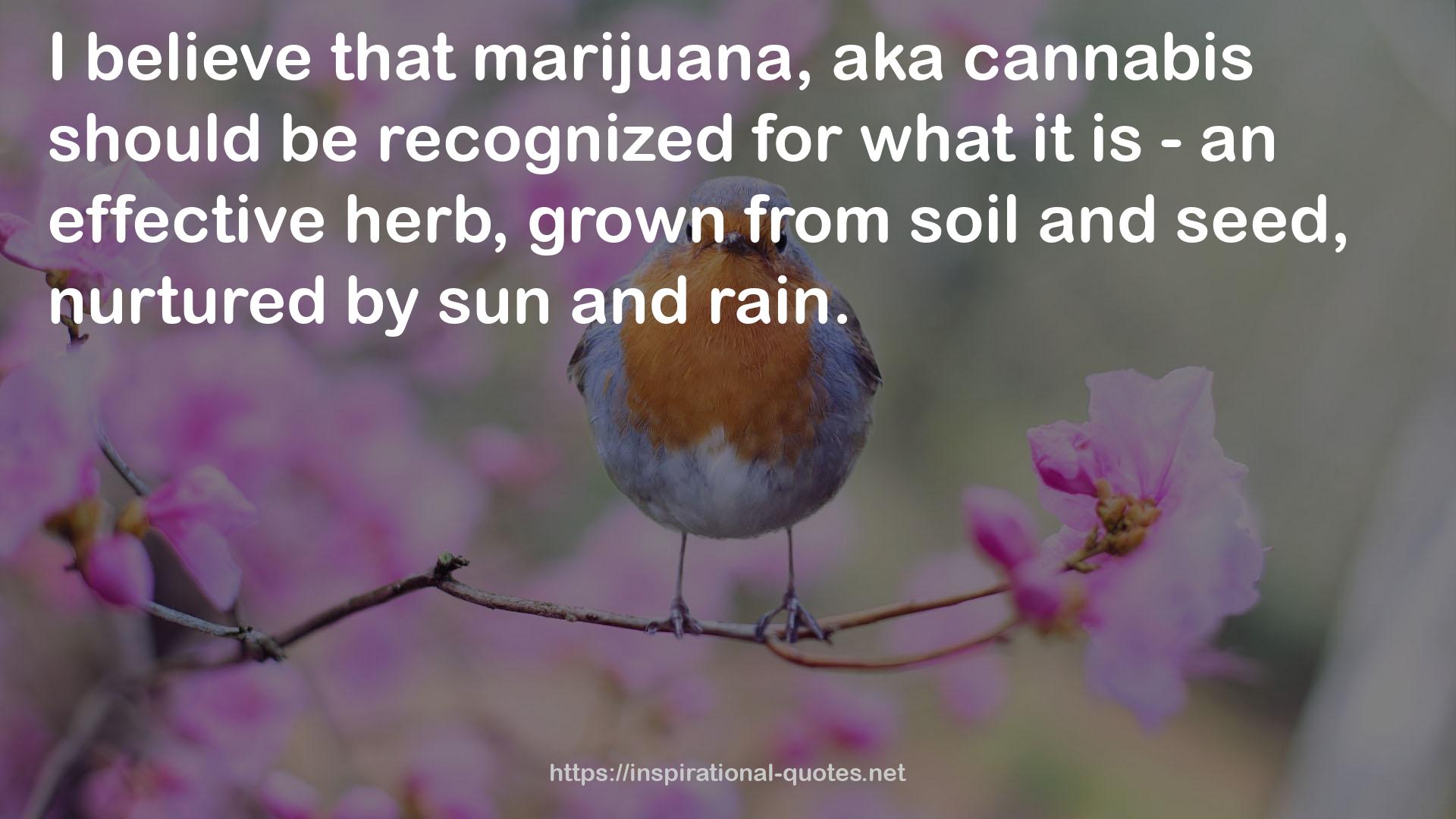 aka cannabis  QUOTES