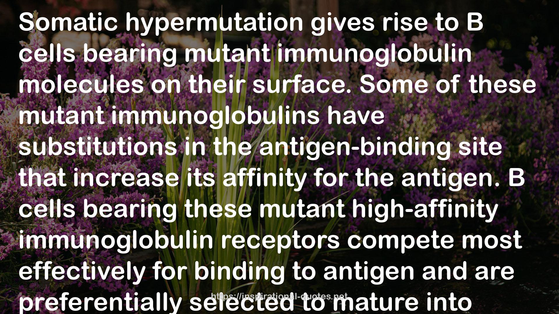 immunoglobulins  QUOTES