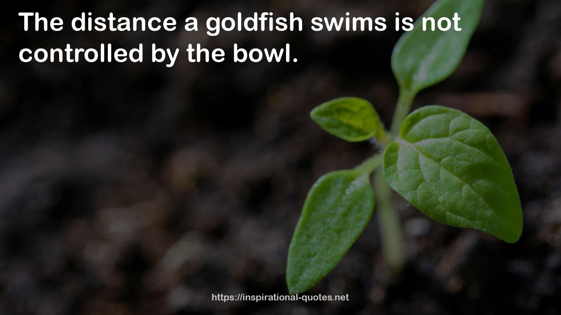 a goldfish swims  QUOTES