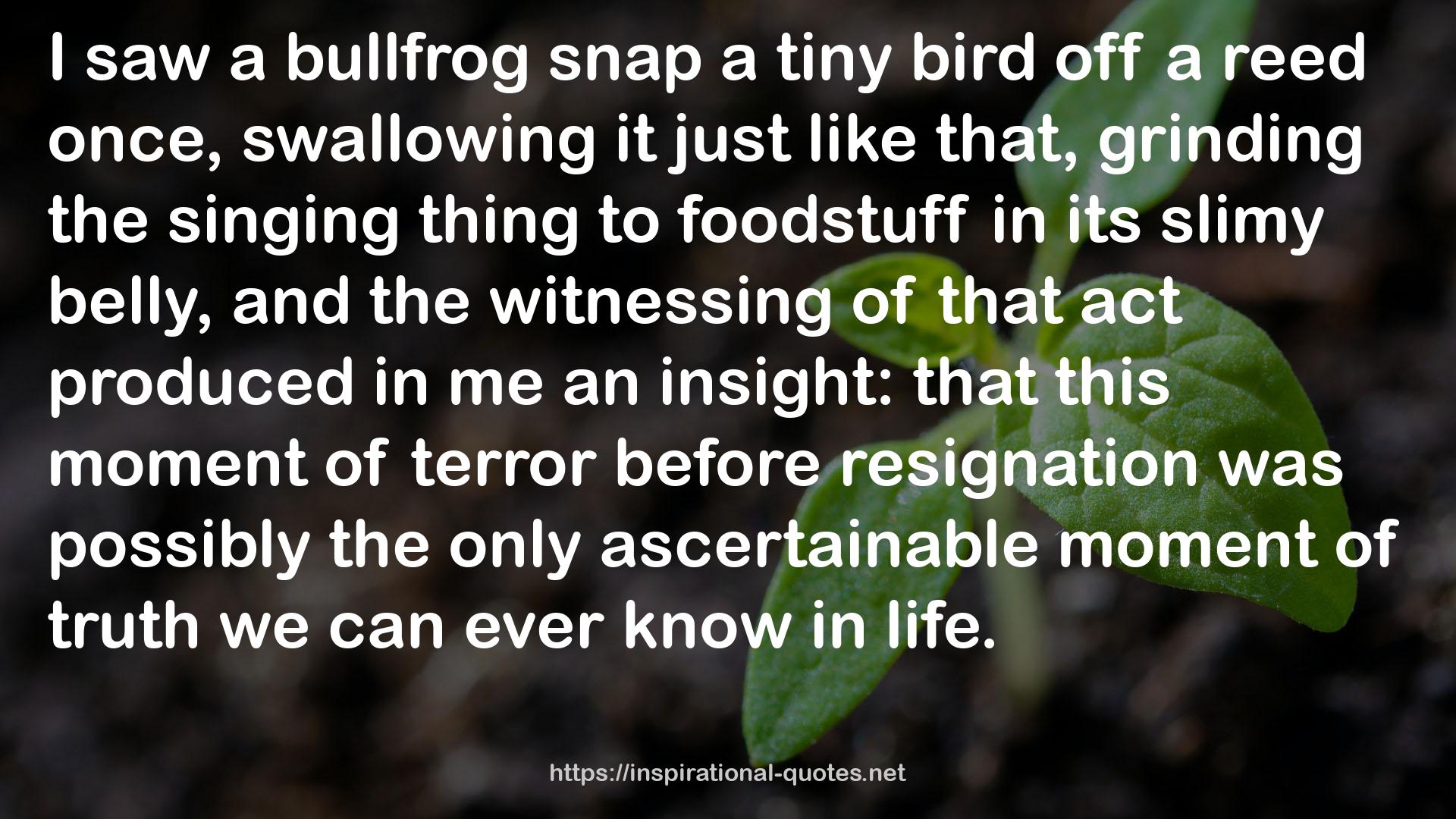 bullfrog  QUOTES