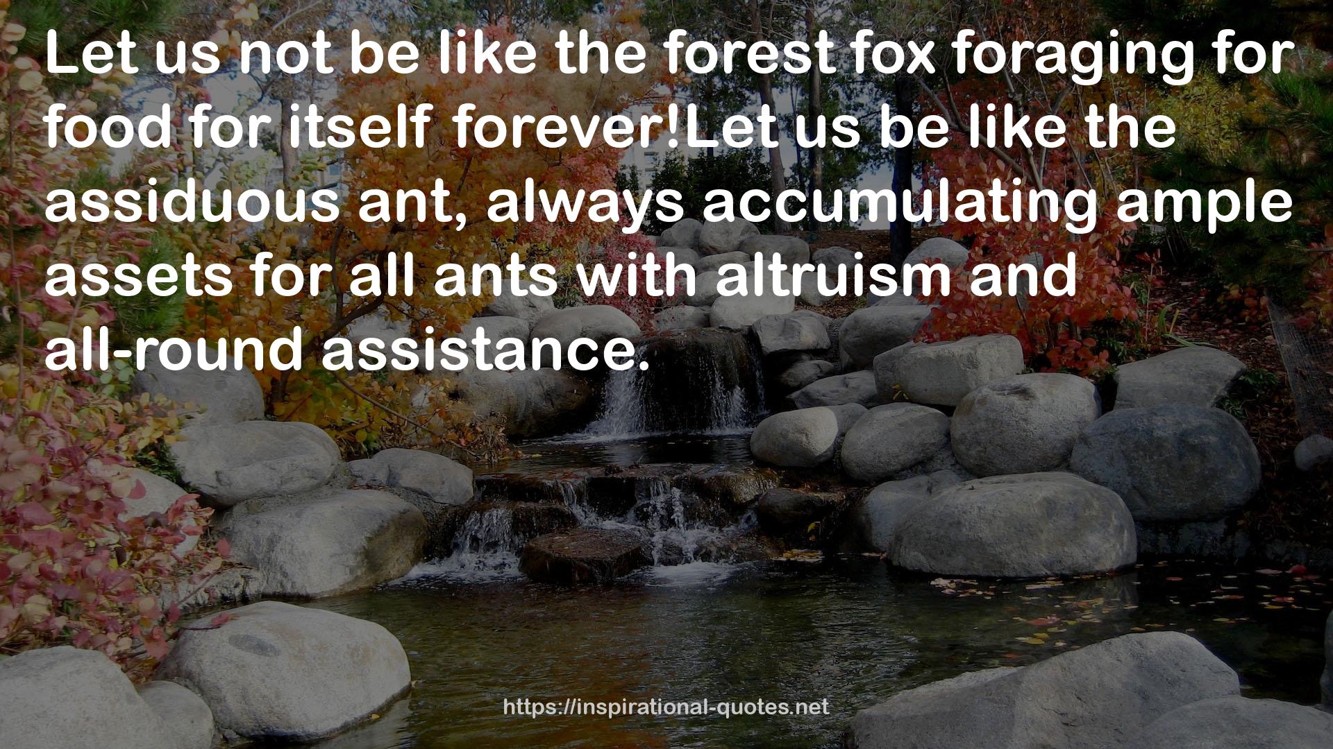 the forest fox  QUOTES