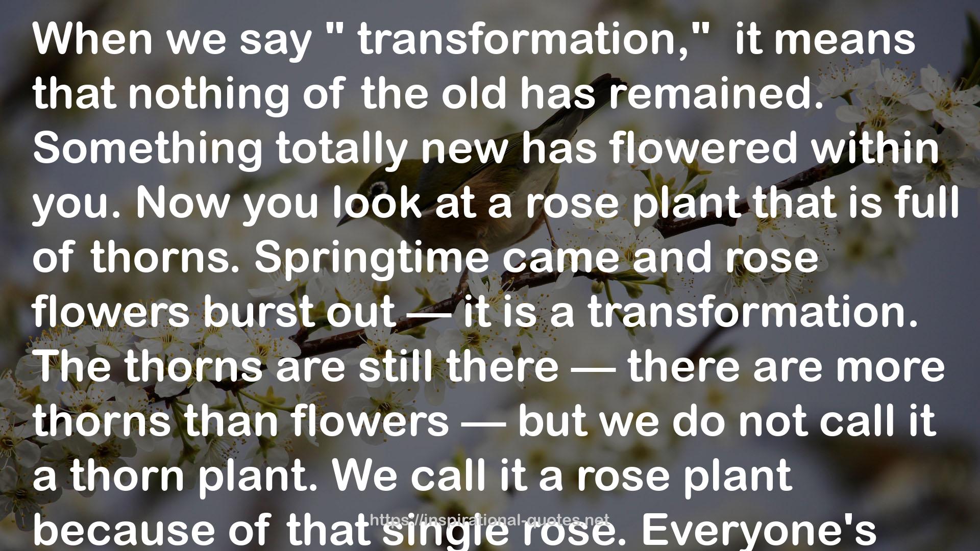 a rose plant  QUOTES