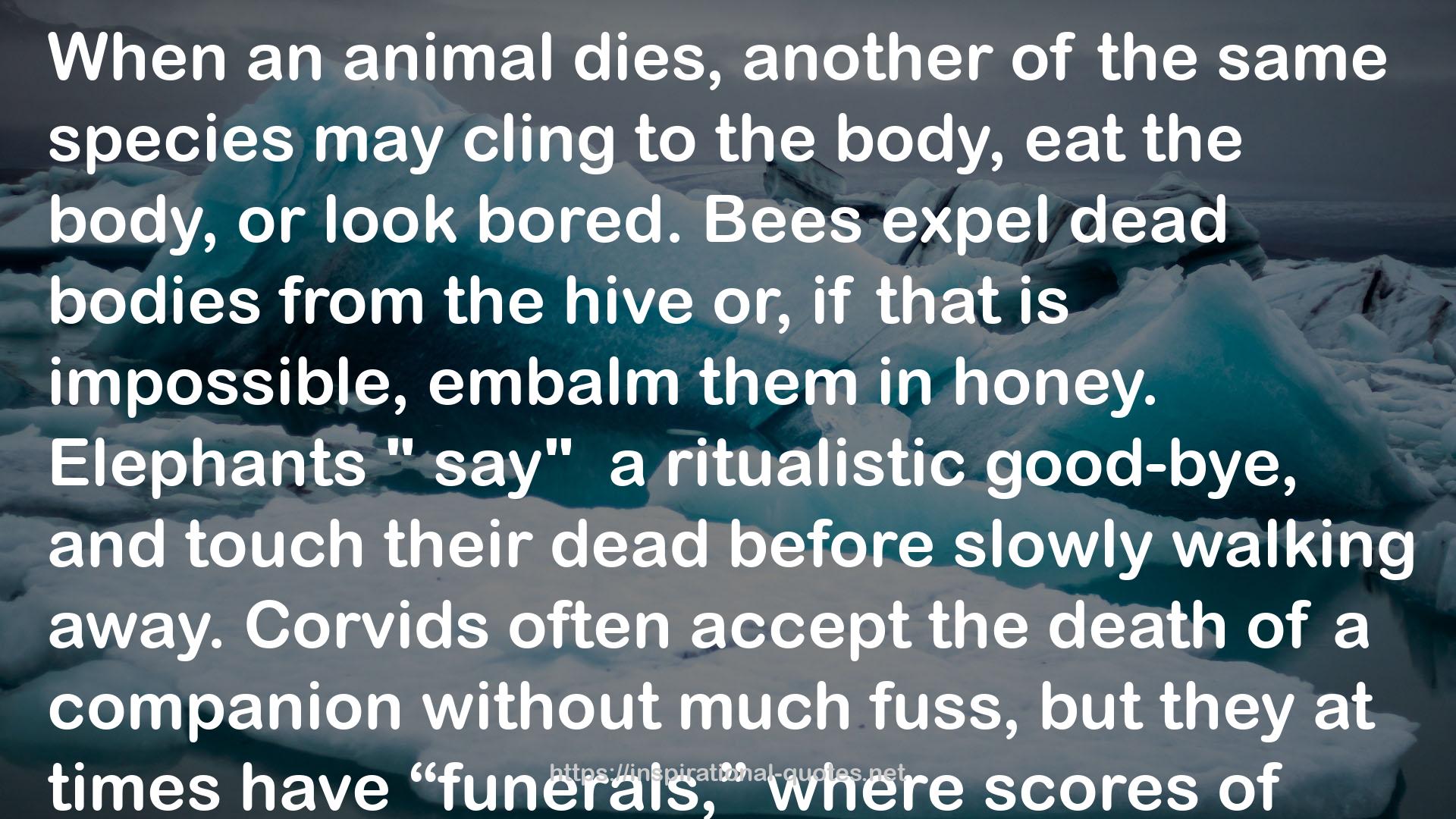 dead bodies  QUOTES