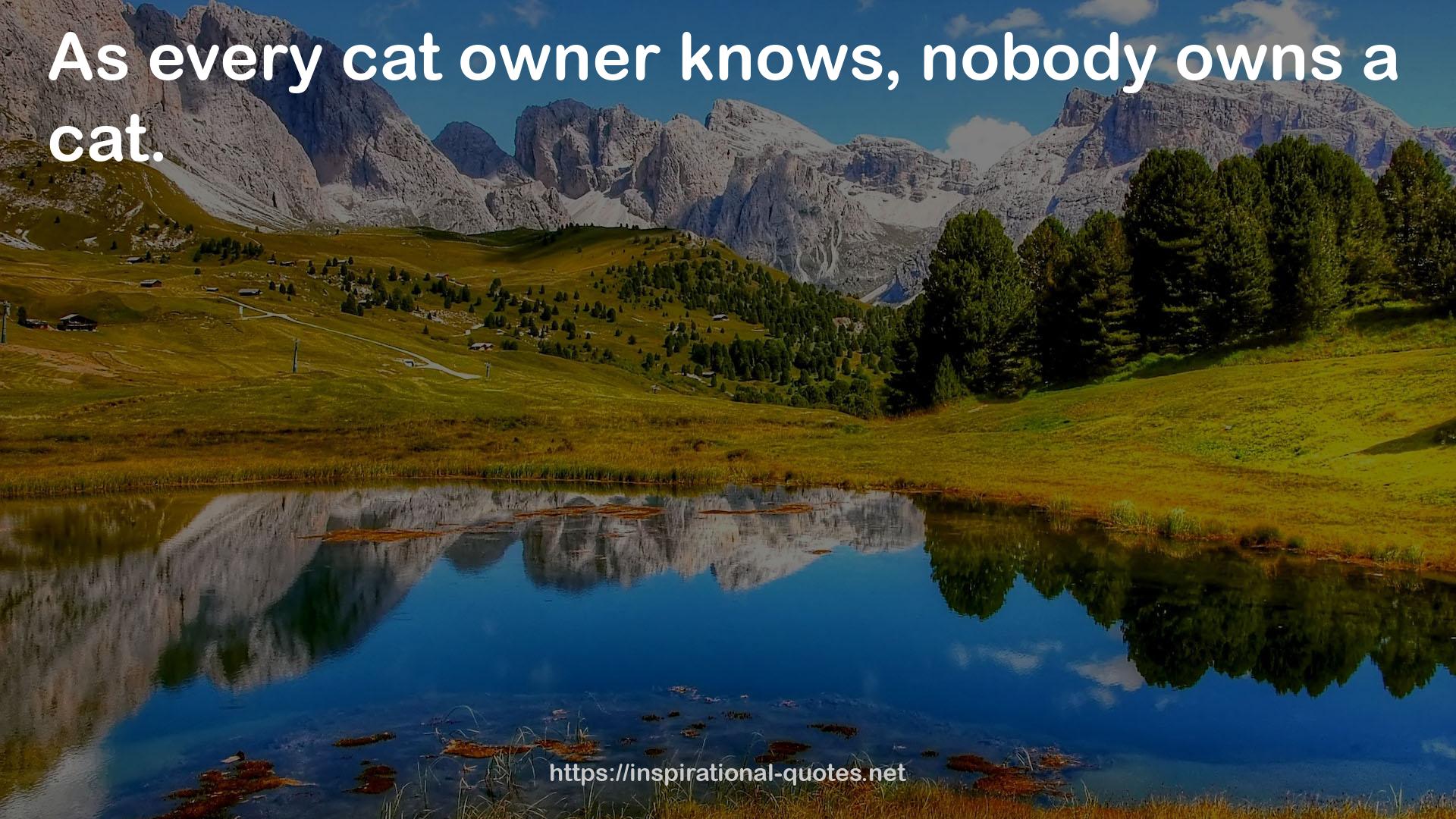 every cat owner  QUOTES