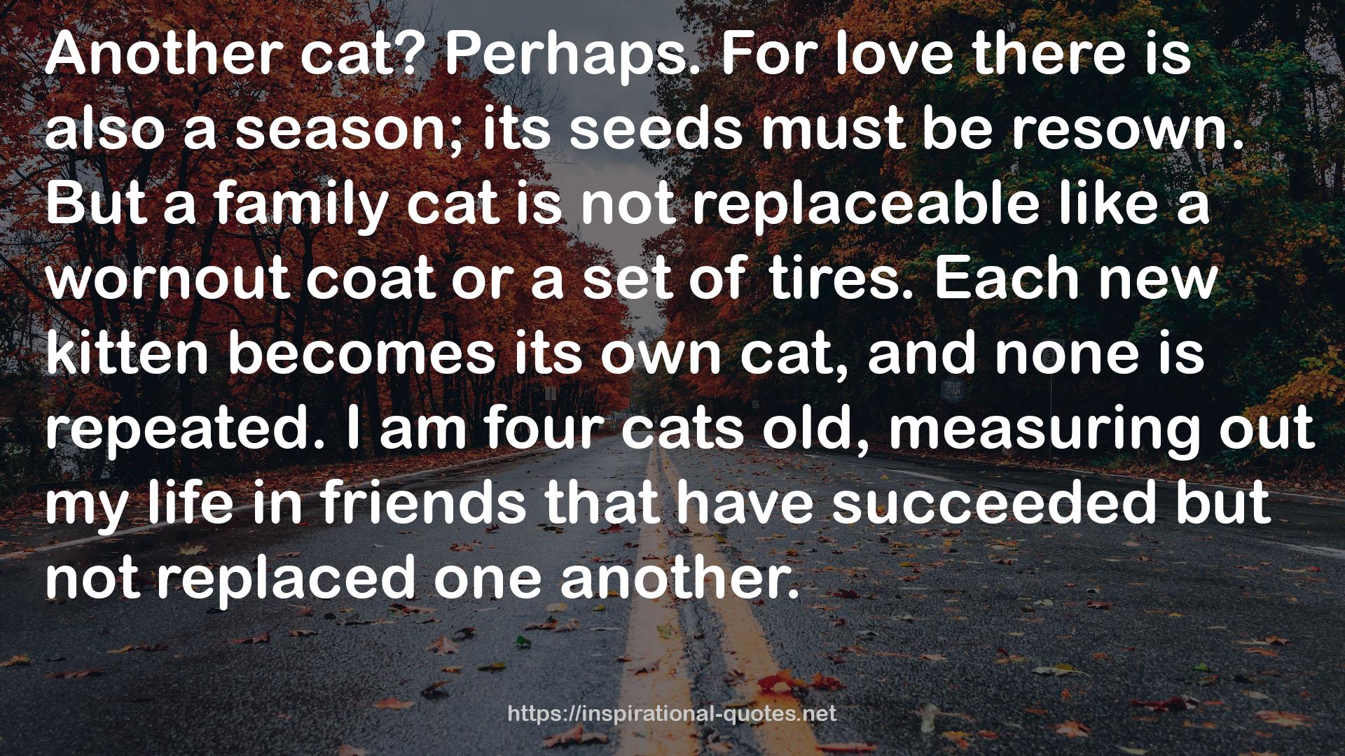 four cats  QUOTES