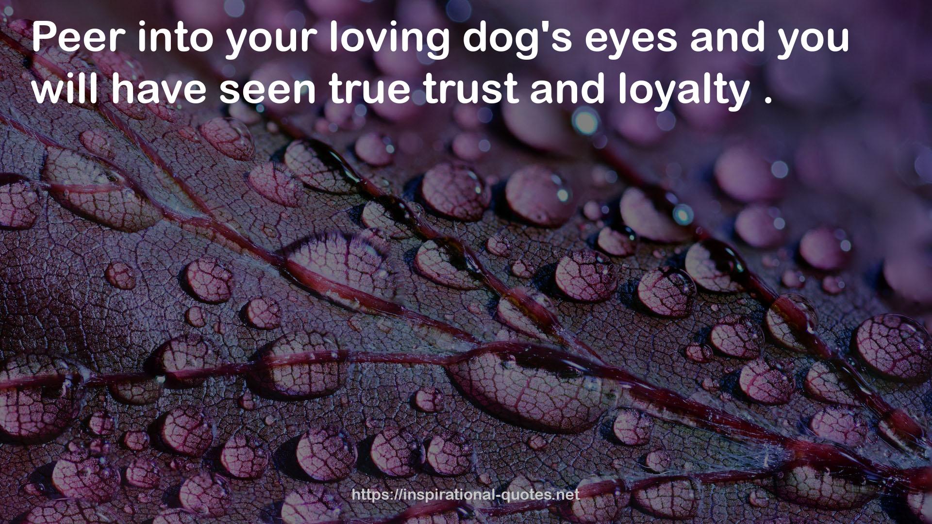 your loving dog's eyes  QUOTES