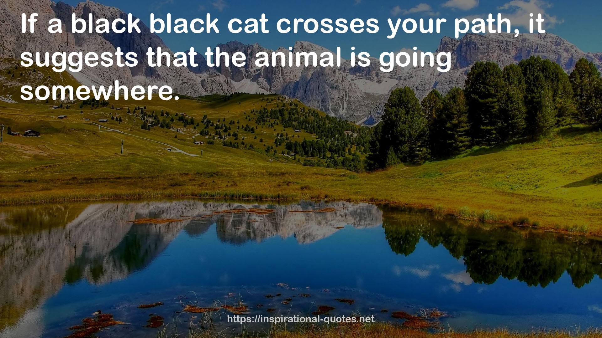 a black black cat  QUOTES