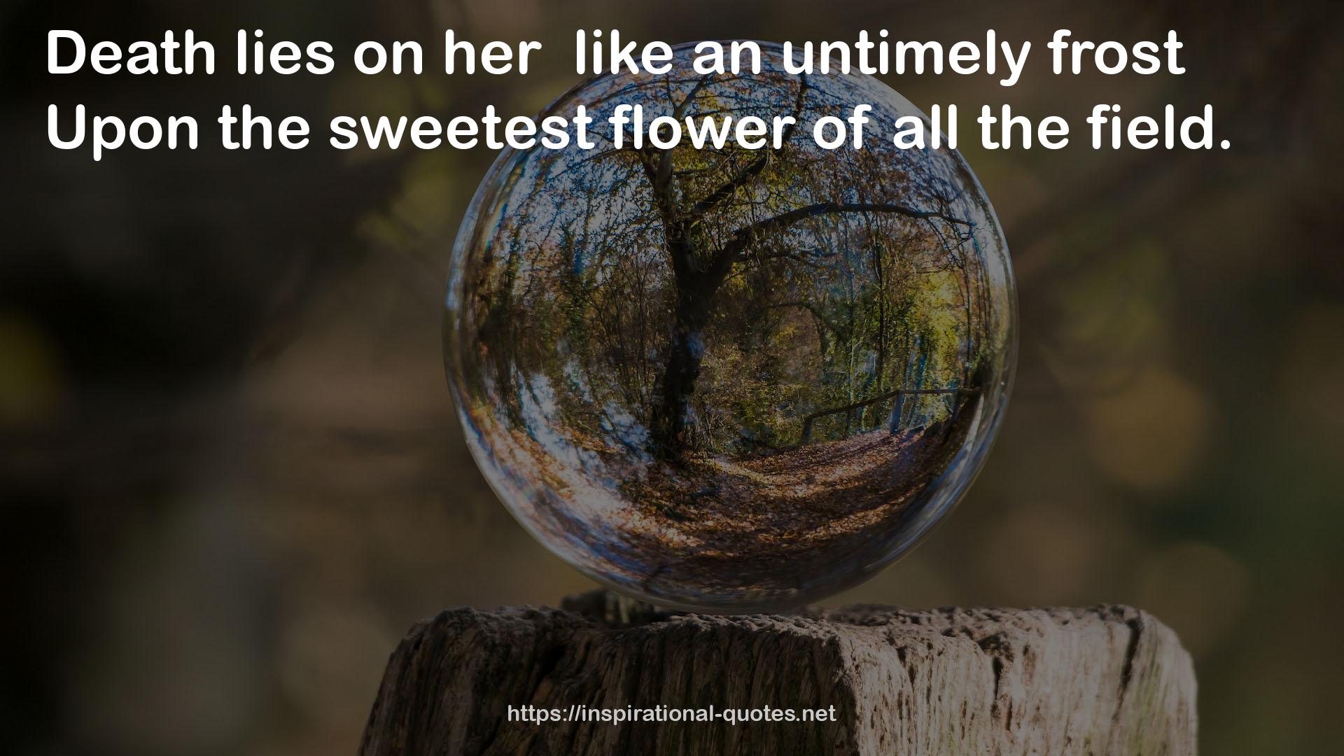 the sweetest flower  QUOTES