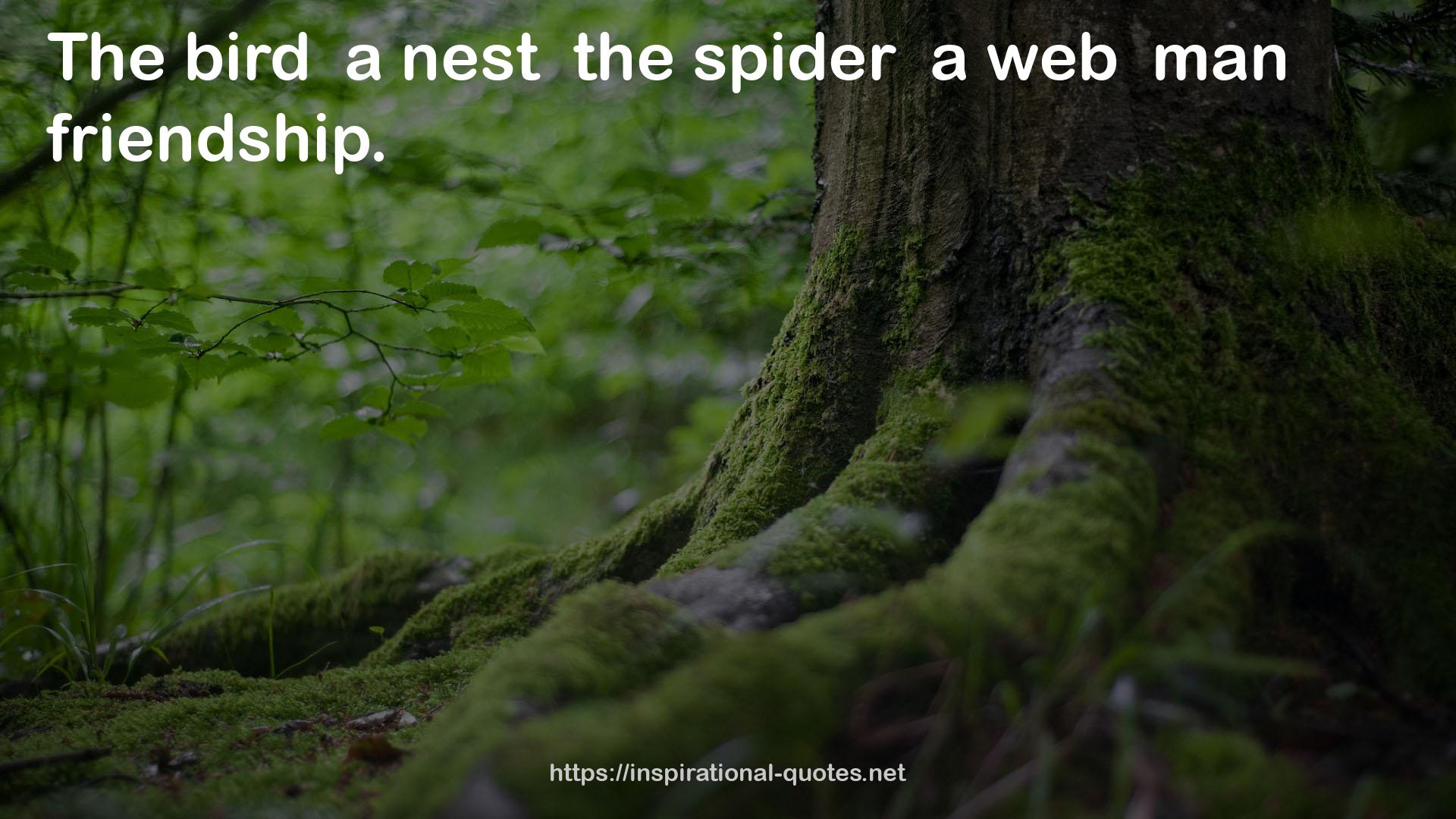 the spider  a web  man  QUOTES