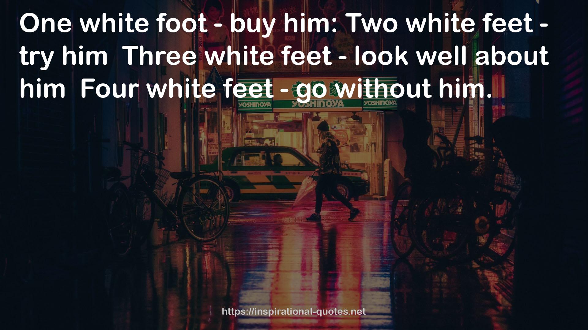 Four white feet  QUOTES