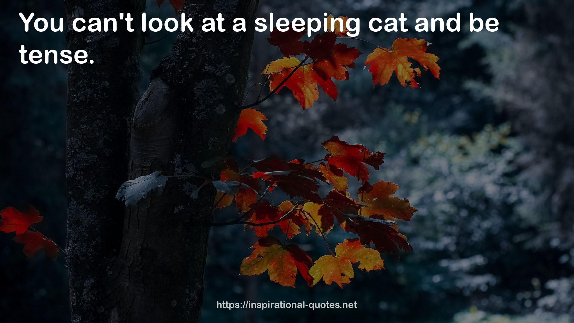 a sleeping cat  QUOTES