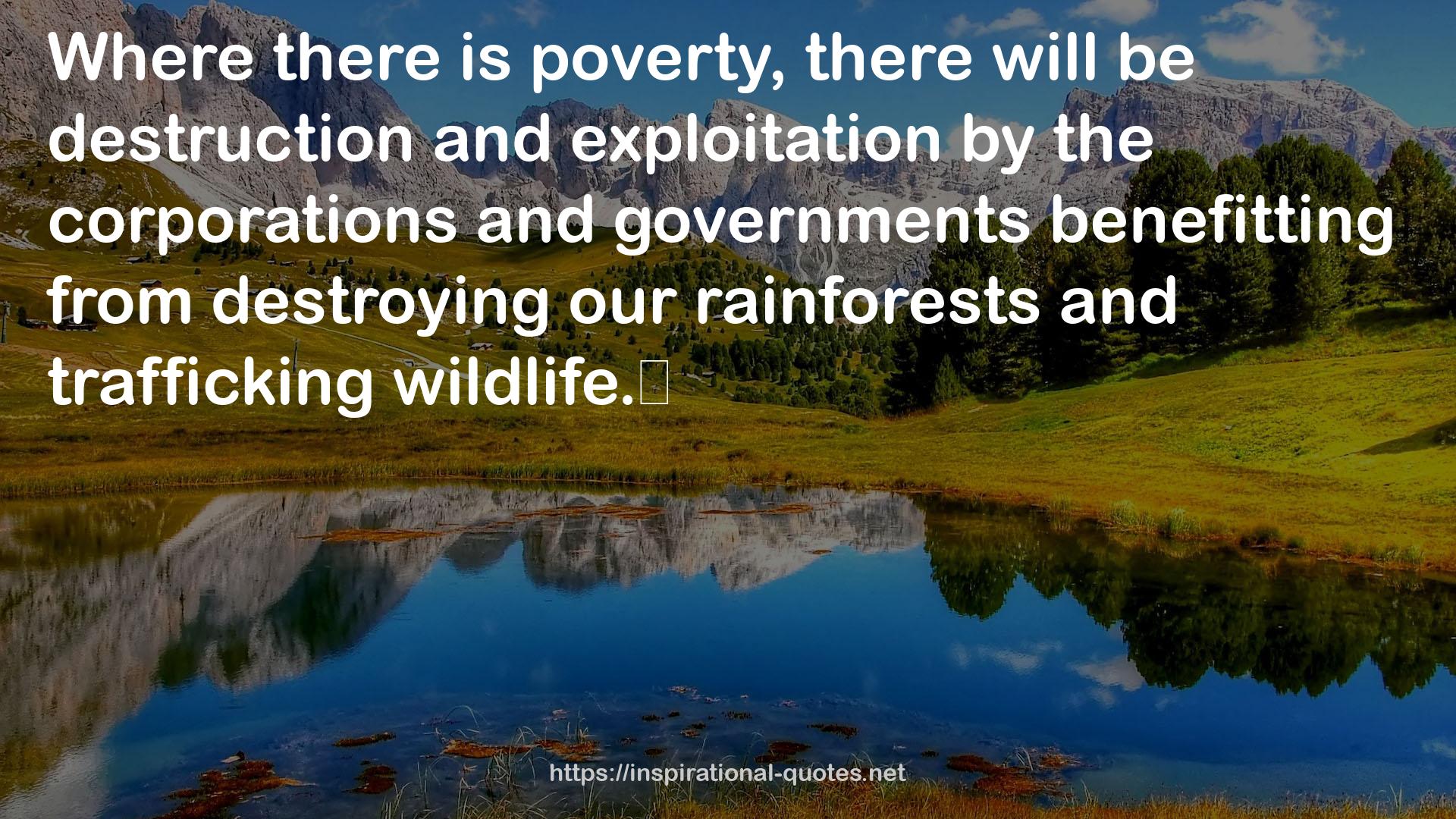 our rainforests  QUOTES