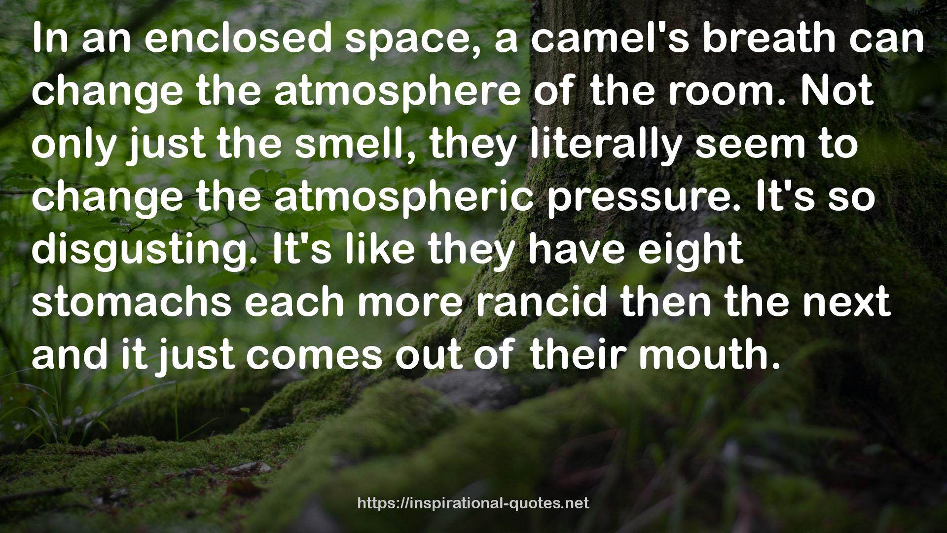 a camel's breath  QUOTES