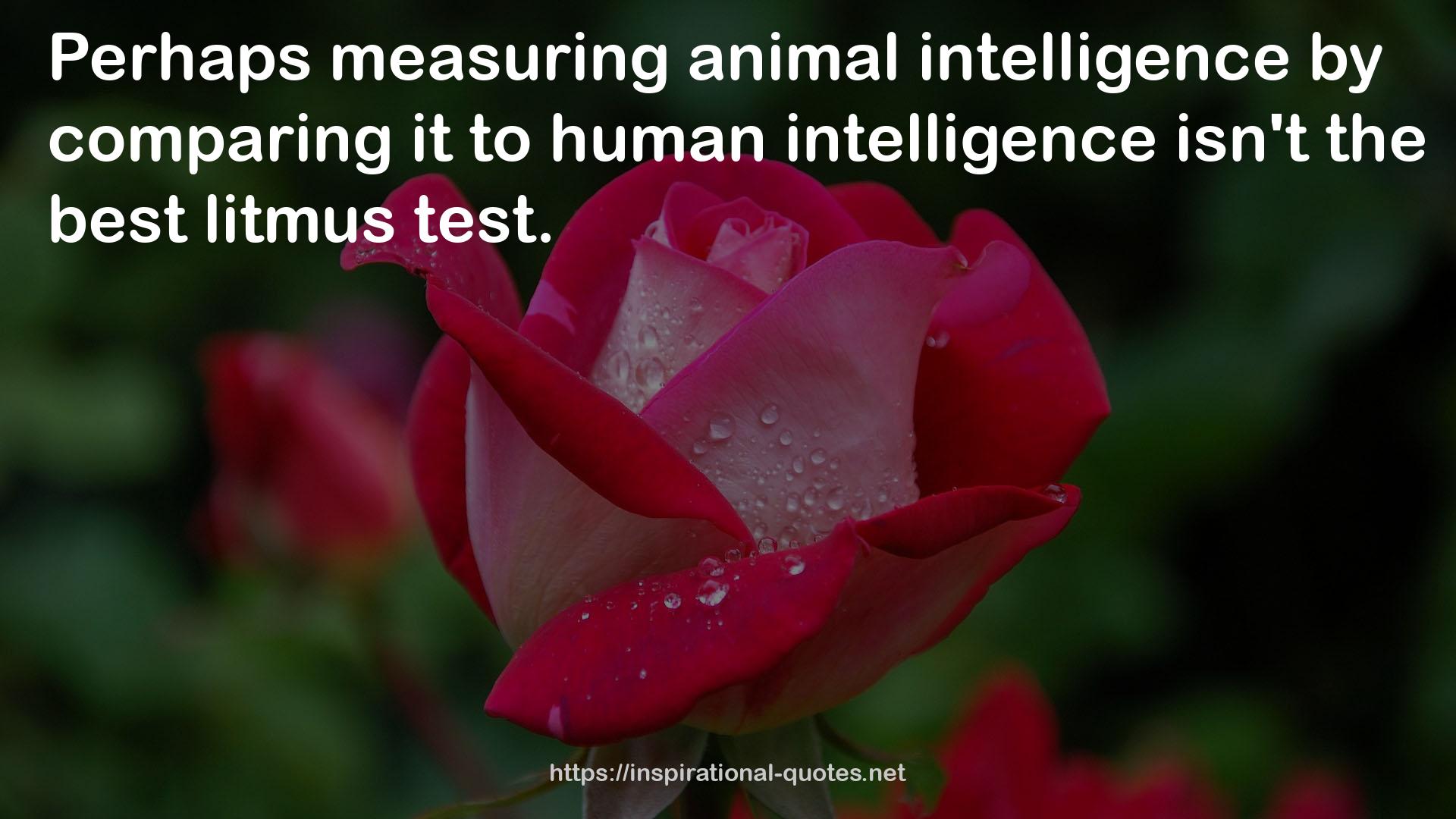 animal intelligence  QUOTES