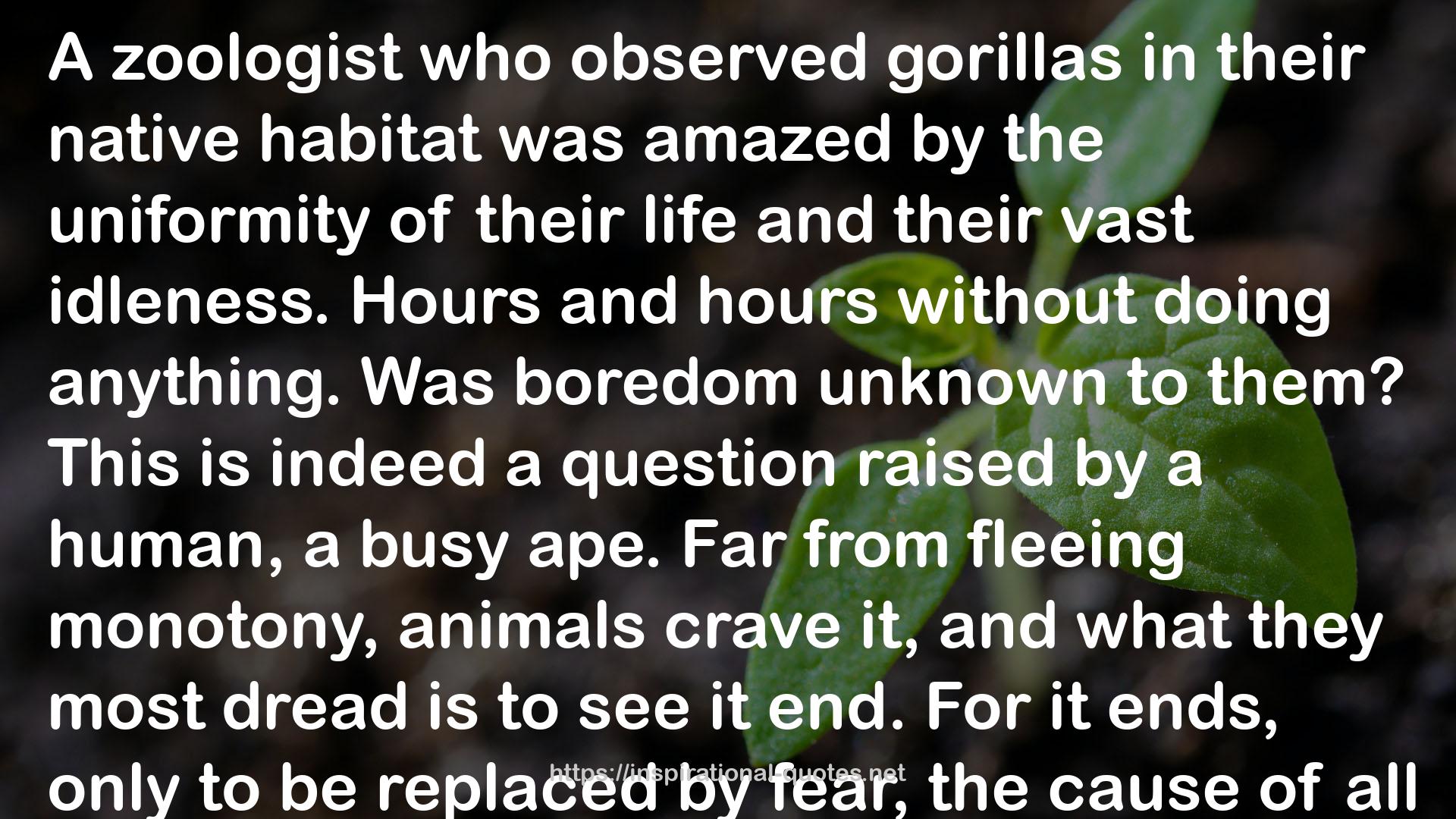 gorillas  QUOTES