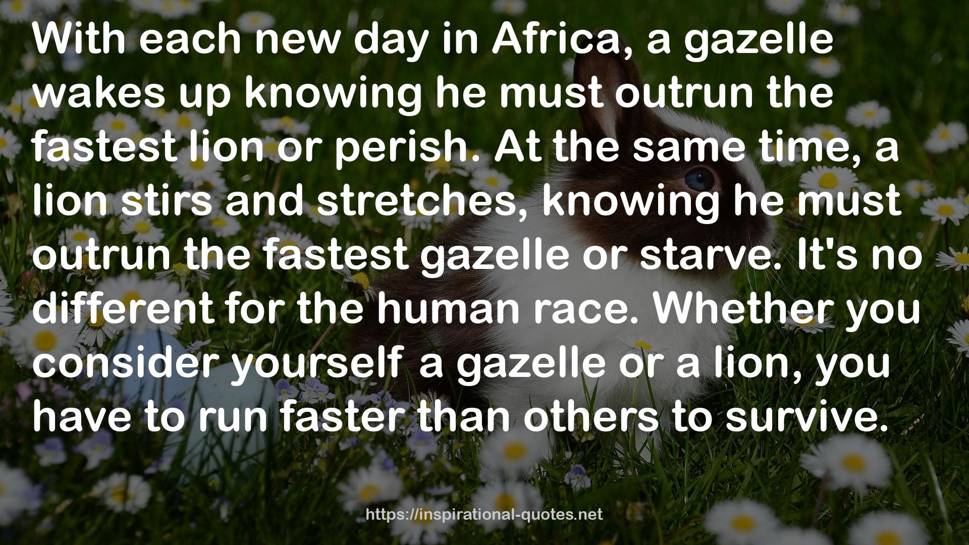 the fastest gazelle  QUOTES