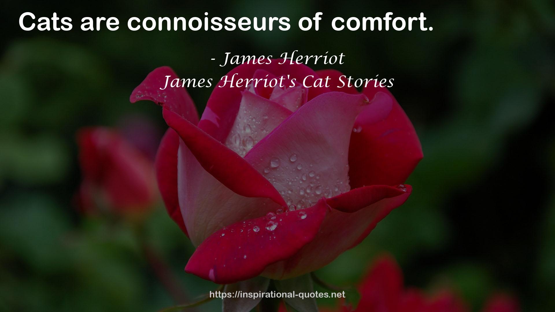 James Herriot's Cat Stories QUOTES