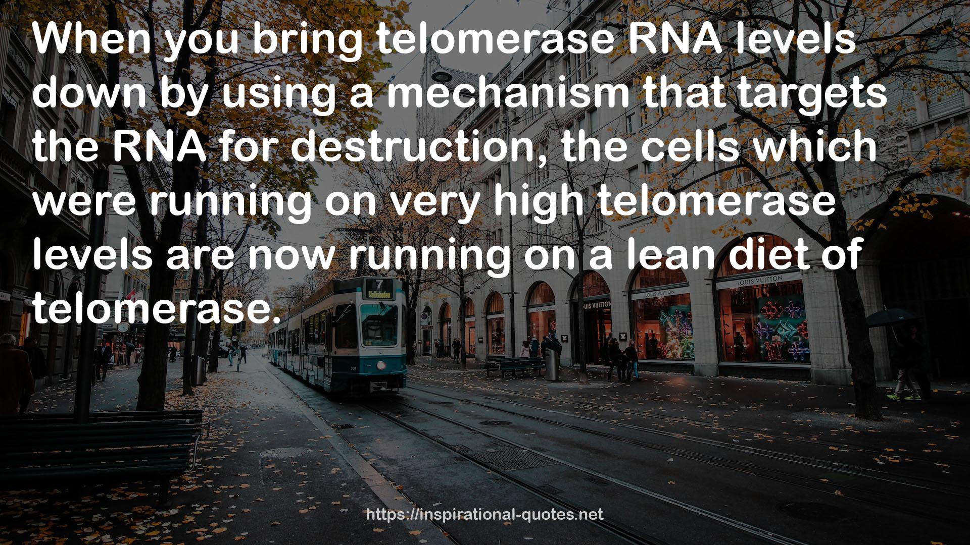 very high telomerase levels  QUOTES