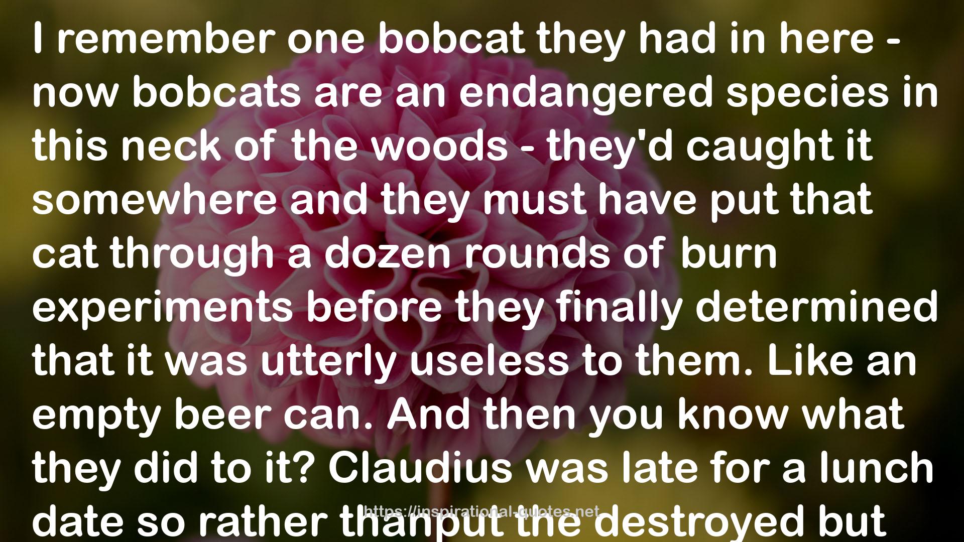 bobcats  QUOTES