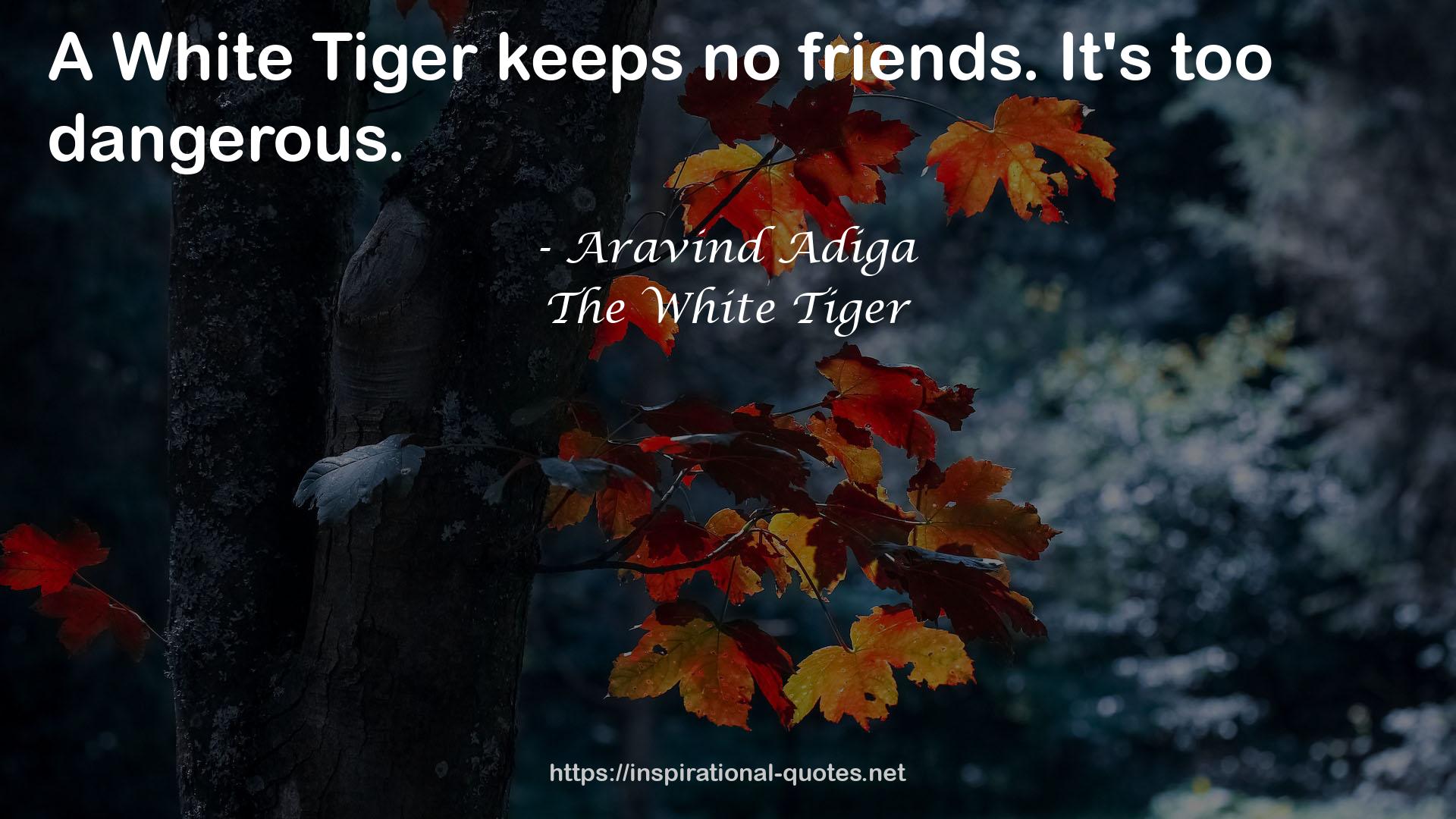 White Tiger  QUOTES