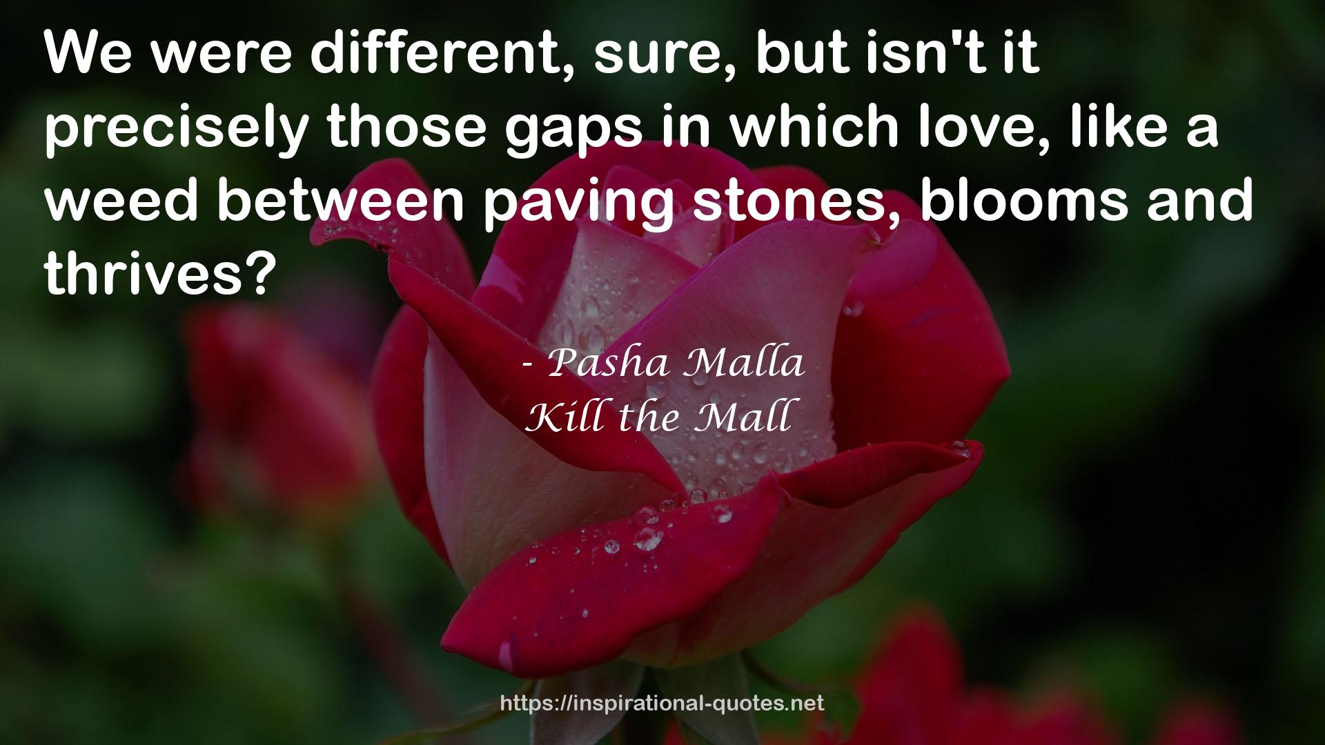 Pasha Malla QUOTES