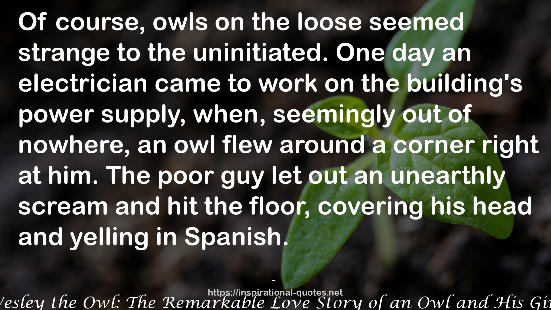 an owl  QUOTES