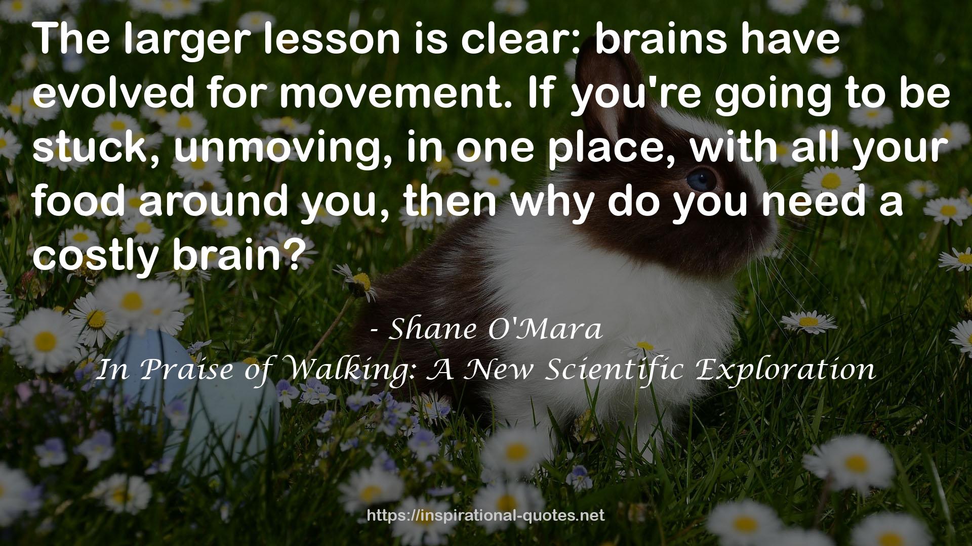 Shane O'Mara QUOTES