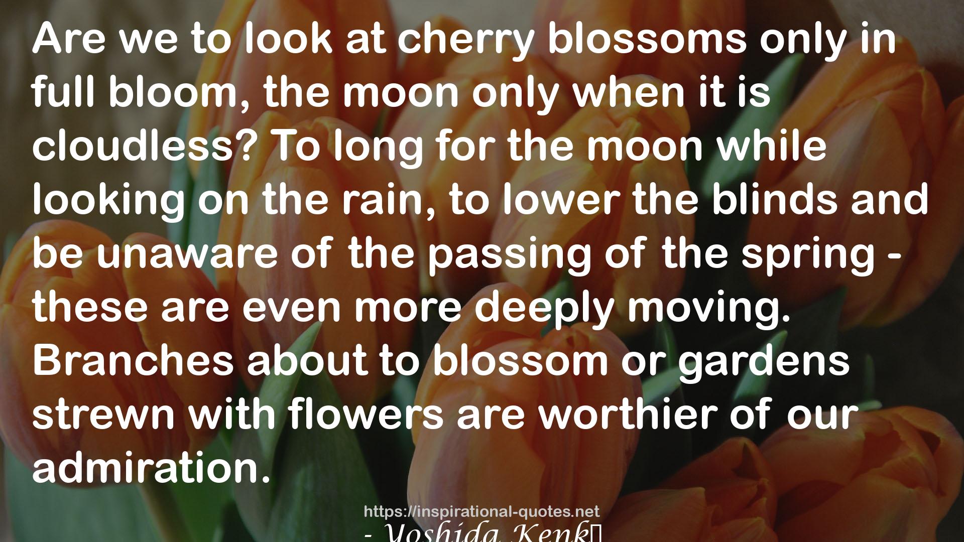 cherry blossoms  QUOTES