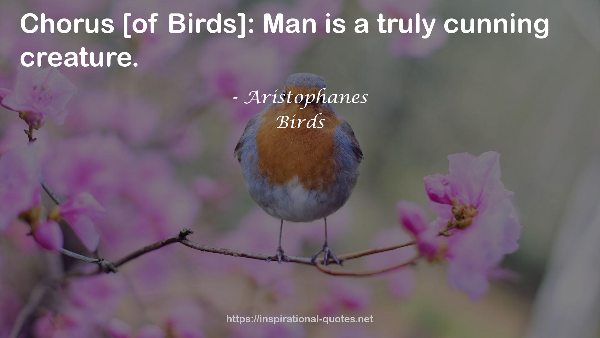 Birds QUOTES